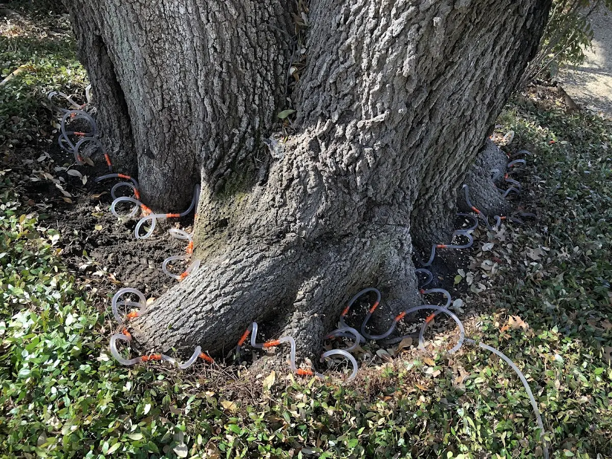 Detailed Tree Cabling and Bracing job site in Delong